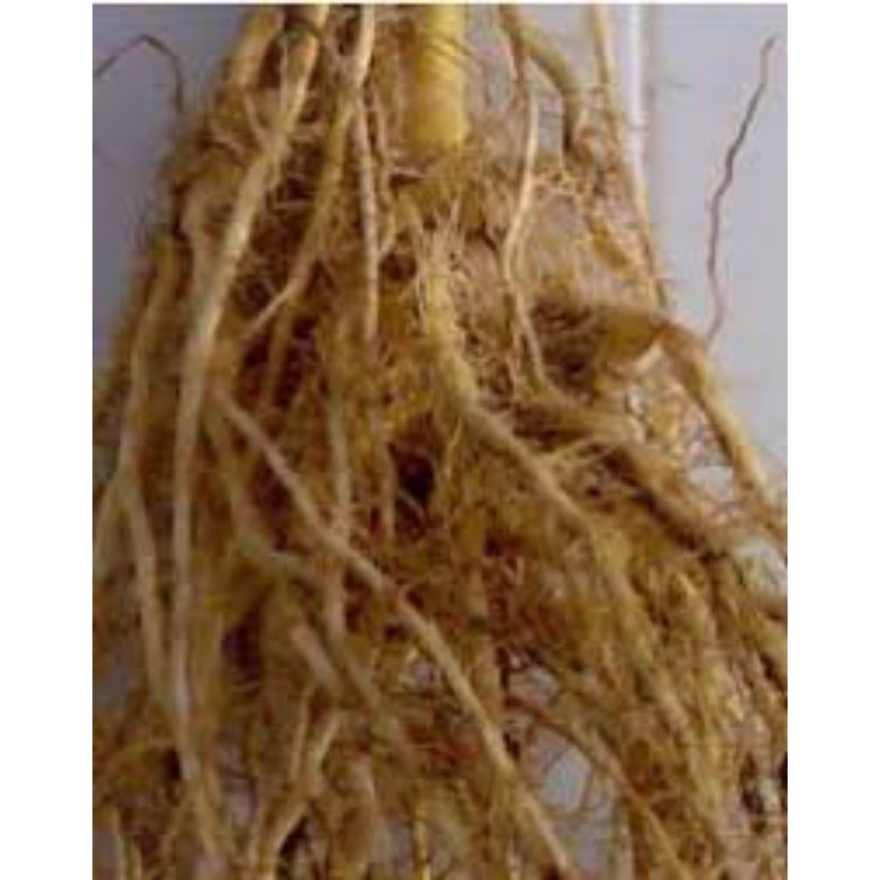 

jual akar jagung segar untuk penyakit kuning liver