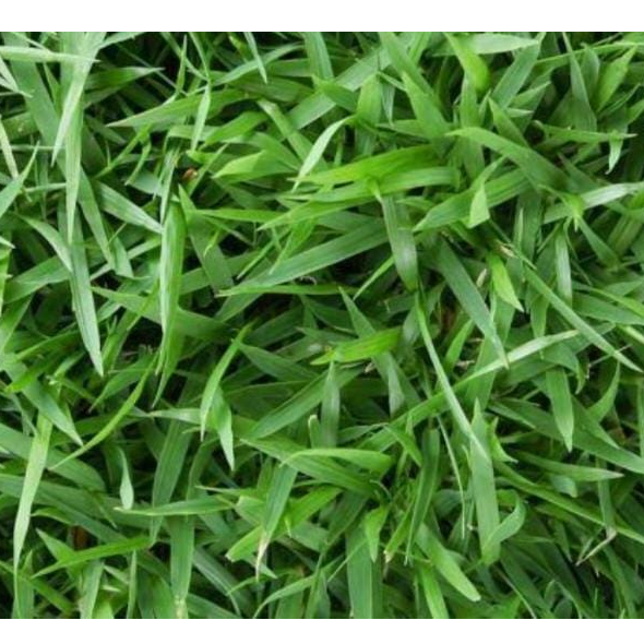 Tanaman Rumput Jepang (Zoysia japonica) Per 1 Meter - Rumput Jepang Per 1 Meter Persegi - floristaja