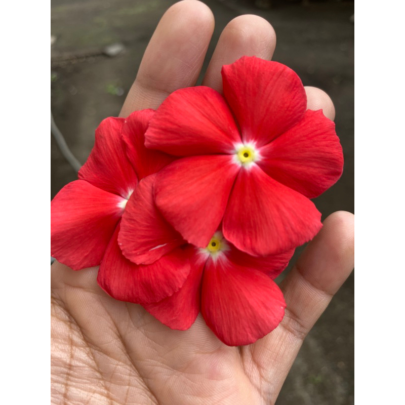 Benih bunga vinca orange