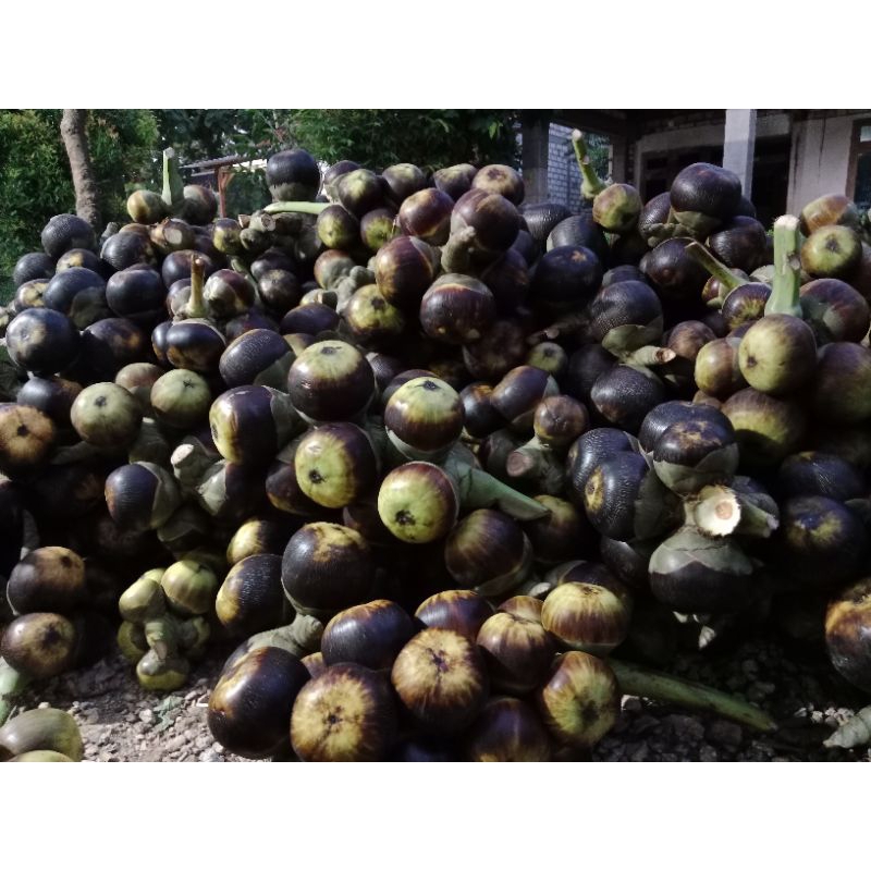 

buah siwalan atau lontar