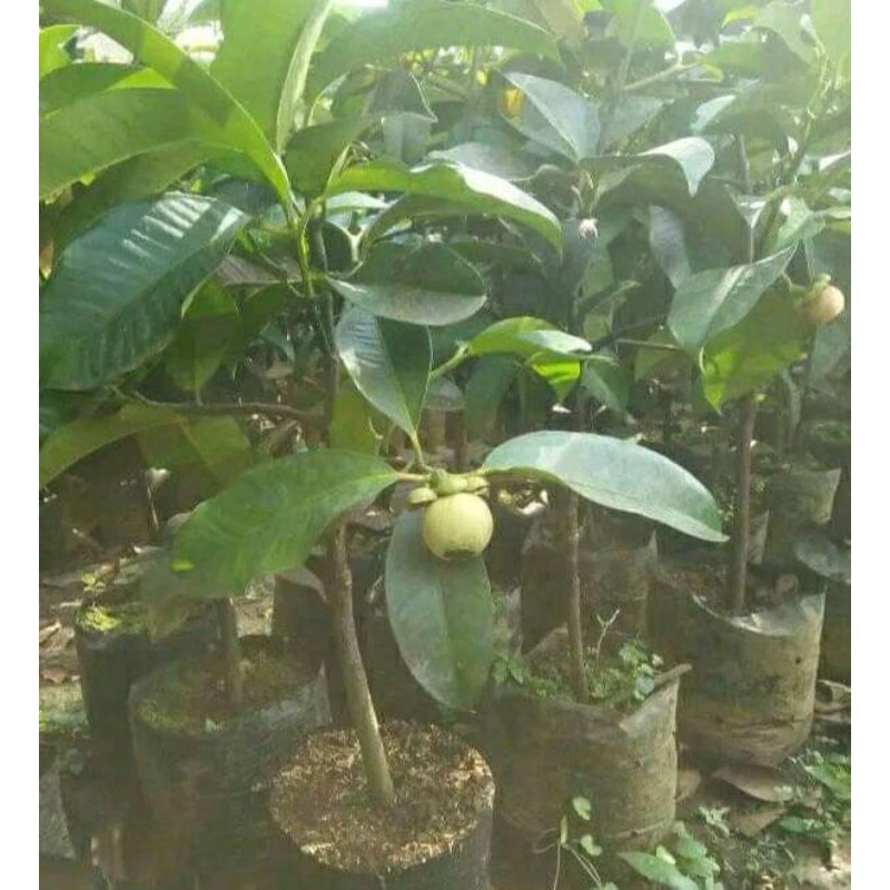 Bibit Manggis Sudah Berbuah