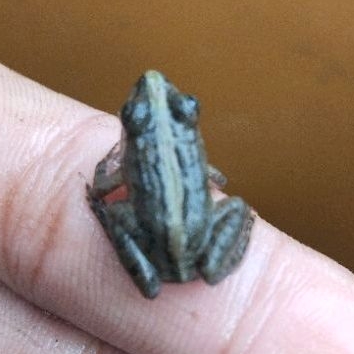 KATAK/KODOK/PERCIL SAWAH, PAKAN IKAN PREDATOR ARWANA DLL 2-4 CM ISI 10 EKOR, SURABAYA ONLY