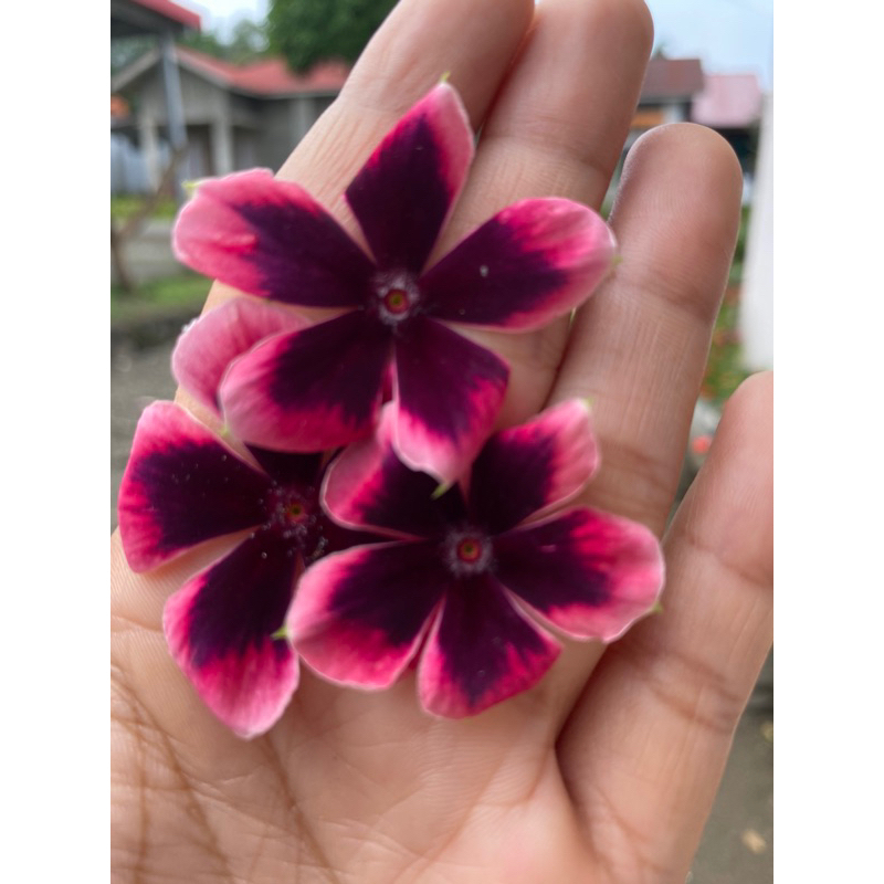 Benih bunga vinca Nirvana black splash