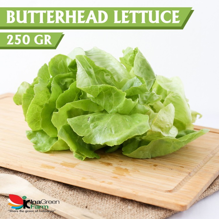 

Inagreen Farm Bandung Sayur Butterhead lettuce Organik 250 Gram