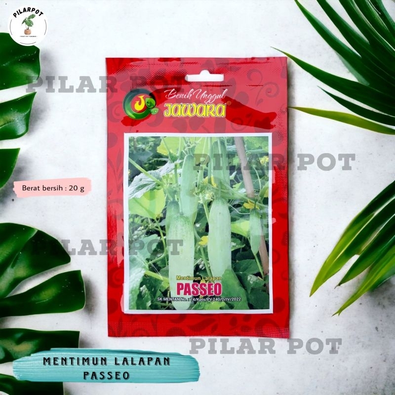 Benih Bibit Timun Lalapan Passeo Benih Unggul Jawara - TIMUN LALAPAN PASSEO