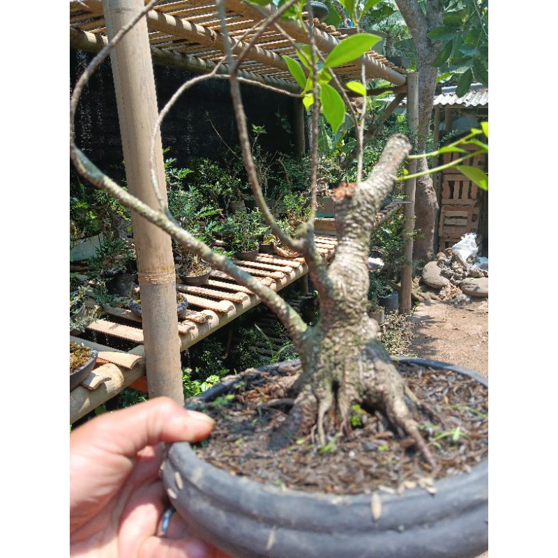 Beringin kimeng pecah batang