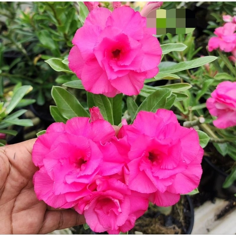 NEW TANAMAN HIAS ADENIUM KAMBOJA JEPANG BUNGA TUMPUK SANTA ROSA