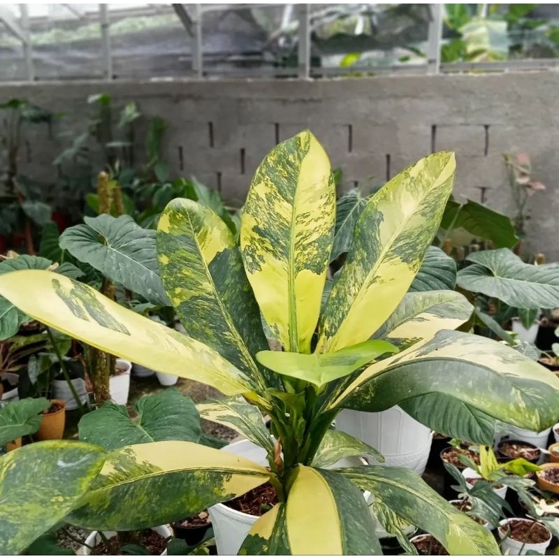 tanaman hias diven varigata yelow