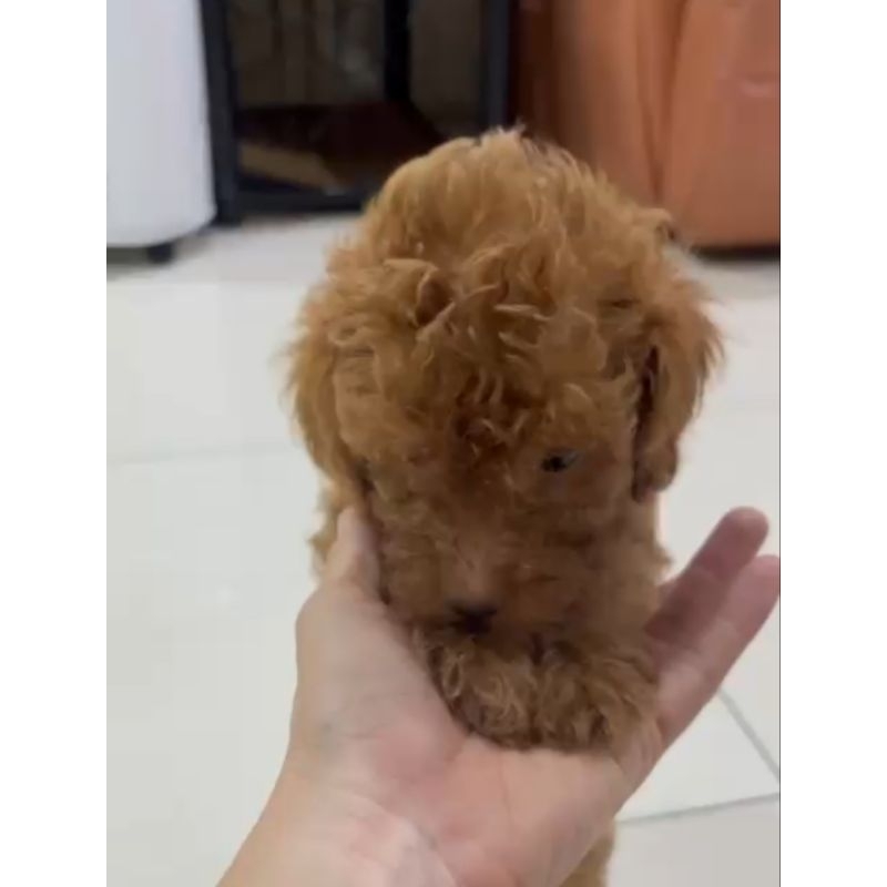 Anak anjing toy poodle Pupies red toy poodle