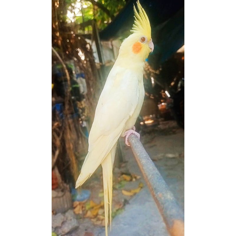 FALK LUTINO MATA MERAH JINAK