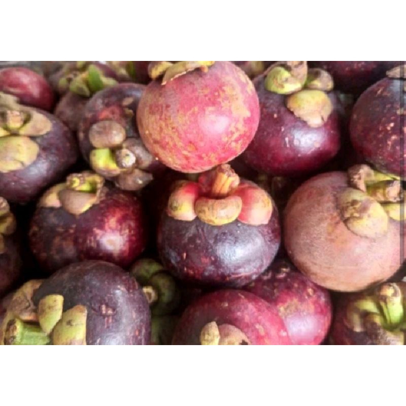 Buah Manggis Fresh Buah Segar