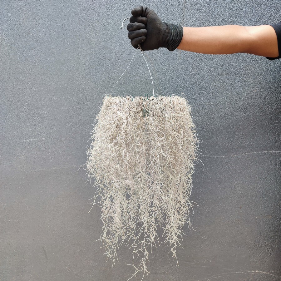 Tillandsia Usneoides | Tillandsia Jenggot