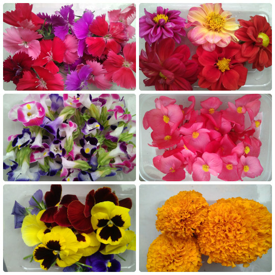 

MIX EDIBLE FLOWER