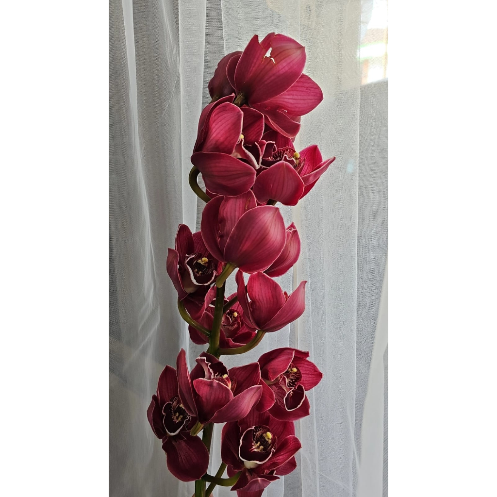 Bunga Potong/Bunga Segar Cymbidium Orchid Import Fresh Flower Dekorasi Bunga Hias