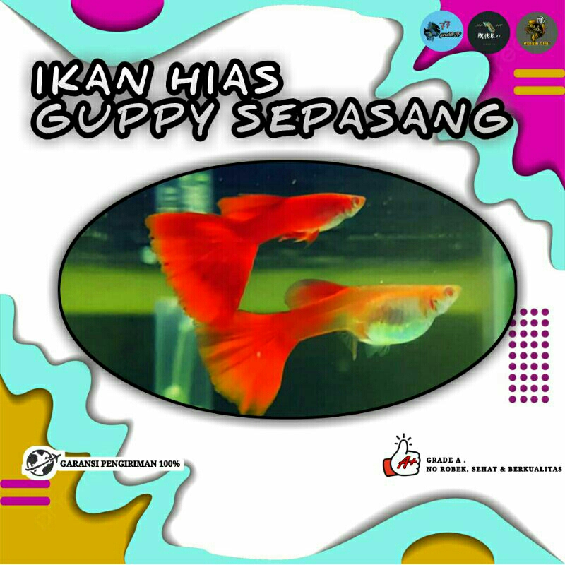ikan hias guppy AFR (albino full red) satu pasang, hiasan aquarium