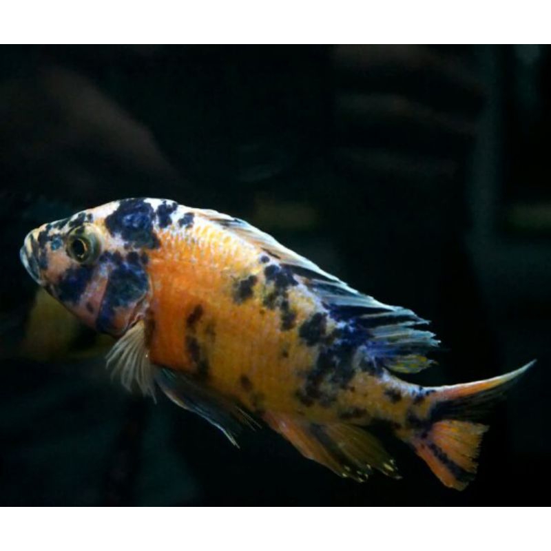 hiasan OB peacock yellow cichild