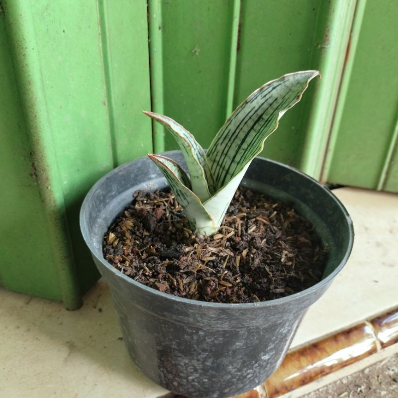 Sansevieria Cleopatra