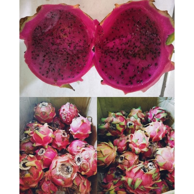 

buah naga rasa manis per 1 kg