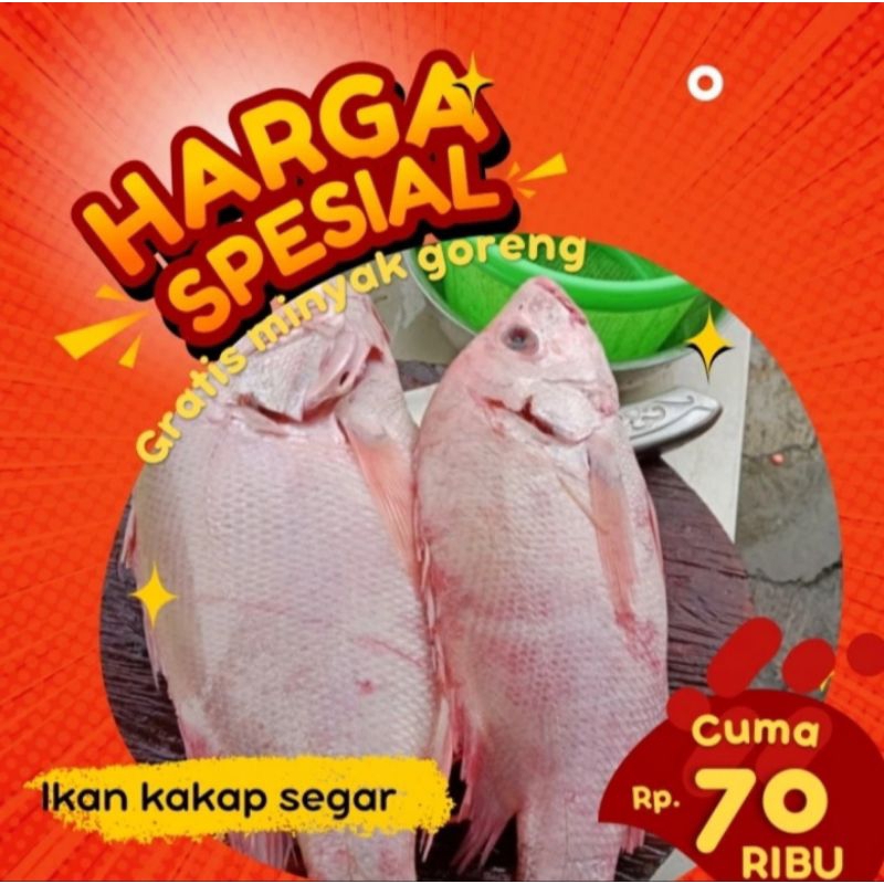 

Ikan kakap merah segar 1000gram (bukan frozen) gratis minyak goreng 1 liter