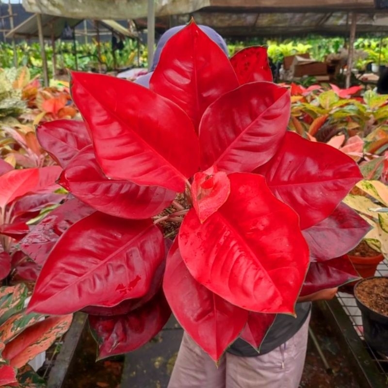 Aglonema Suksom Jaipong Super Merah Roset Tanaman Hias Bunga Aglaonema Suksom Jaipong Super Red Mura