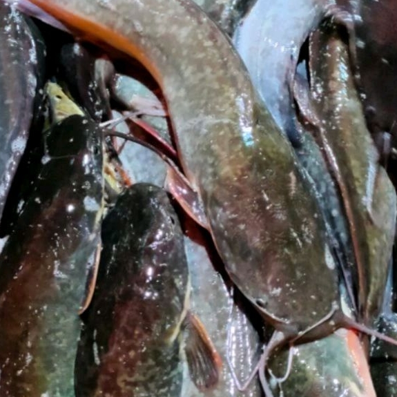 

ikan lele 500gram