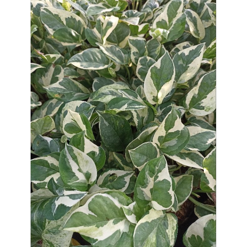 Epipremnum Aureum Njoy / Sirih Njoy