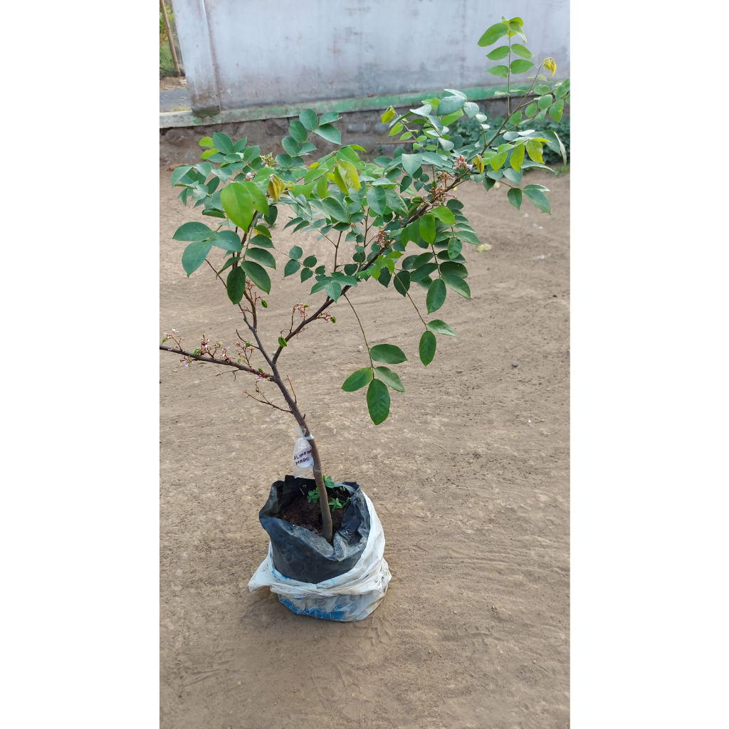 Bibit Belimbing Madu Okulasi