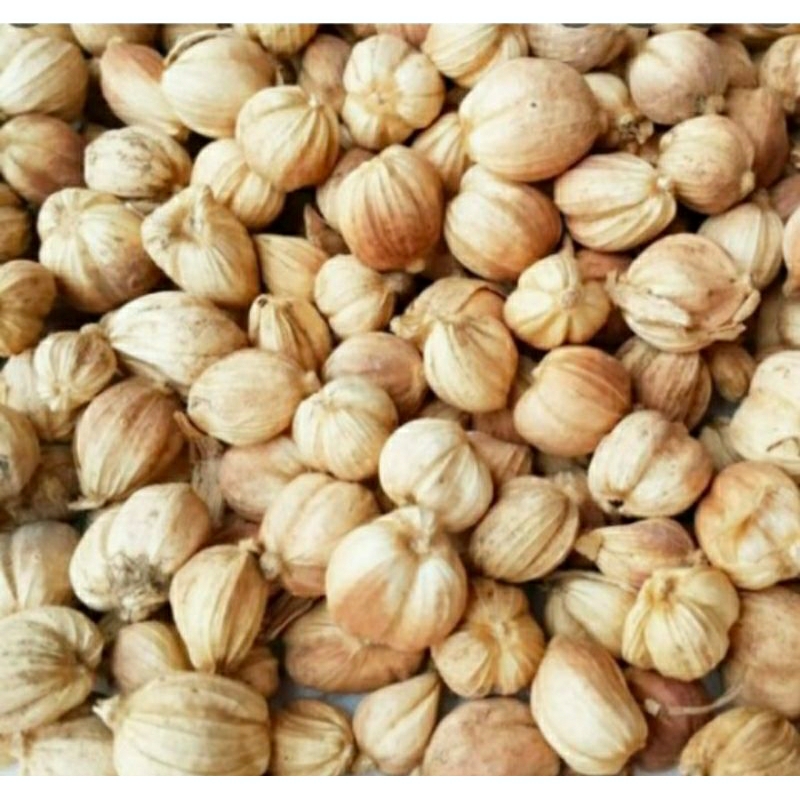 

kapulaga kapolaga asli isi 50 gram