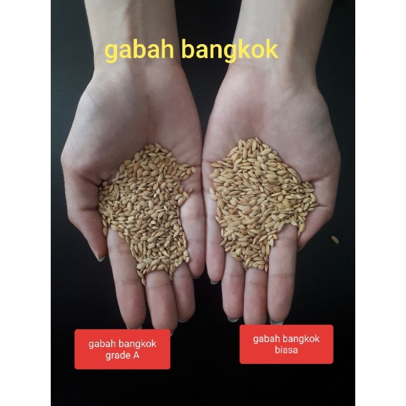 Gabah Bangkok putih, siap pakai , kecil, halus, sudah dicuci bersih, pakan perkutut, pakan lovebird,