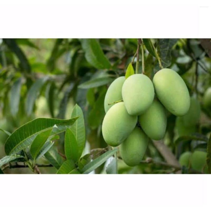 

Buah mangga muda 1 kg mangga muda mangga rujak mangga asem mangga segar