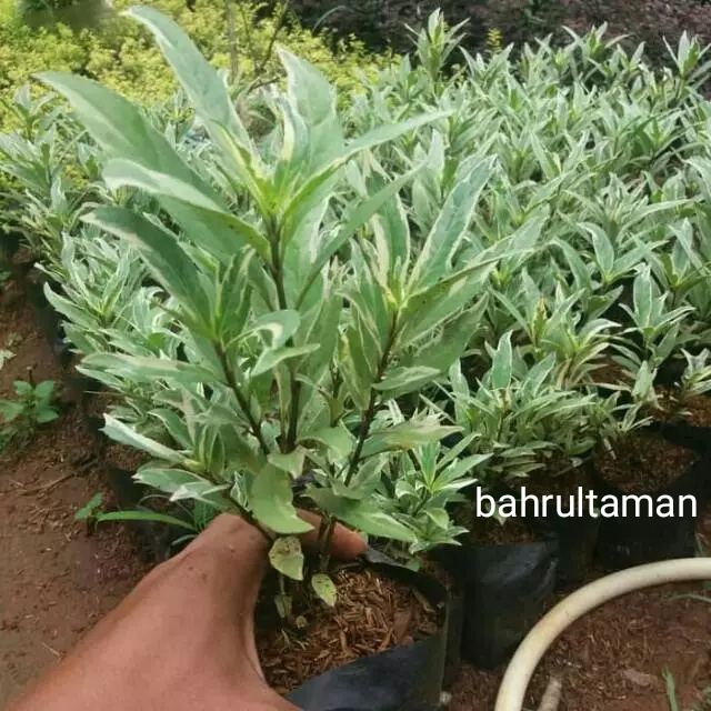 Tanaman hias hidup gandarusa rawelia varigata - bisa untuk tanaman pagar gandarusa rawelia 1 polibag