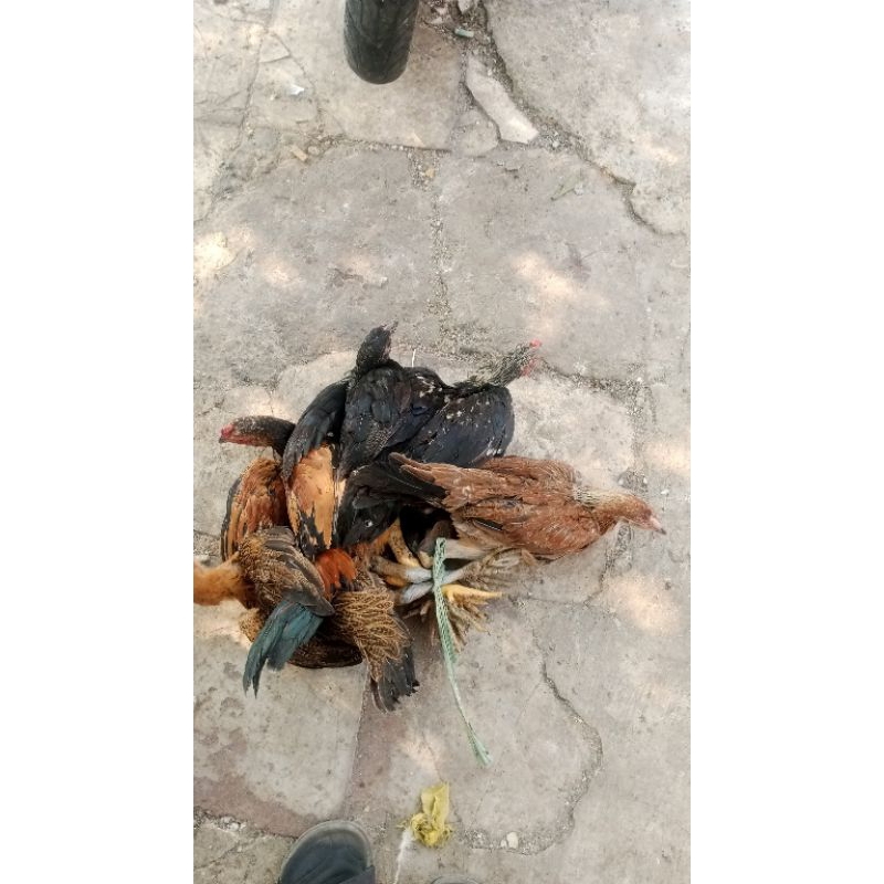 

ayam jago kampung super