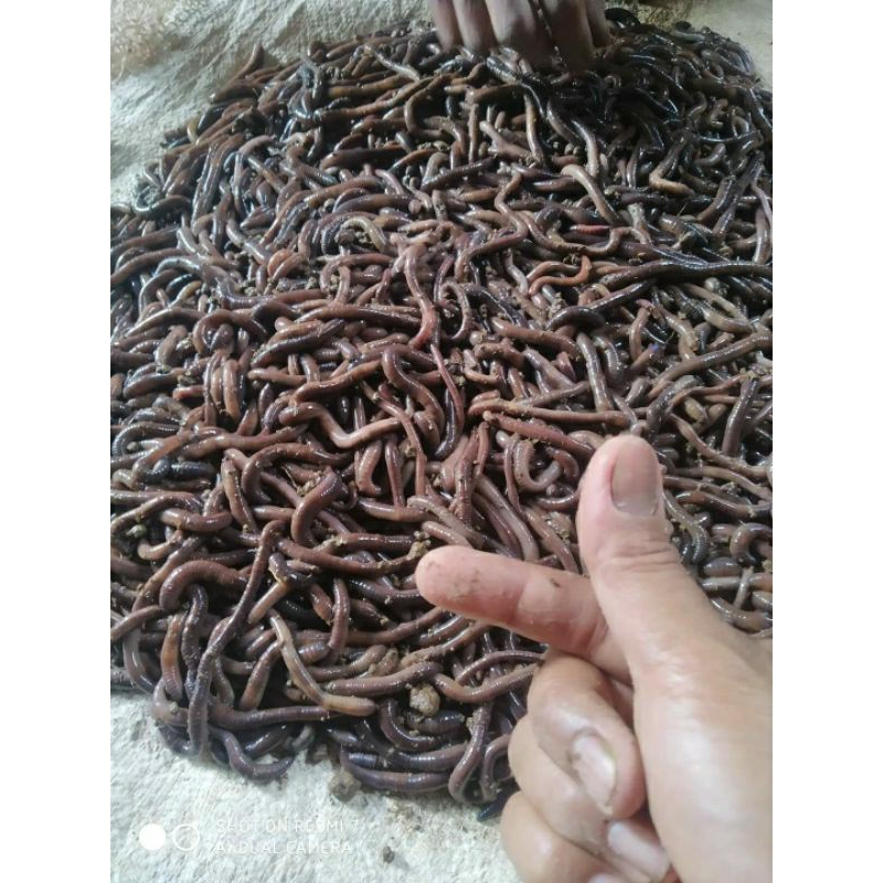 CACING TANAH SUPER /CACING KALUNG KEBO 100 gram
