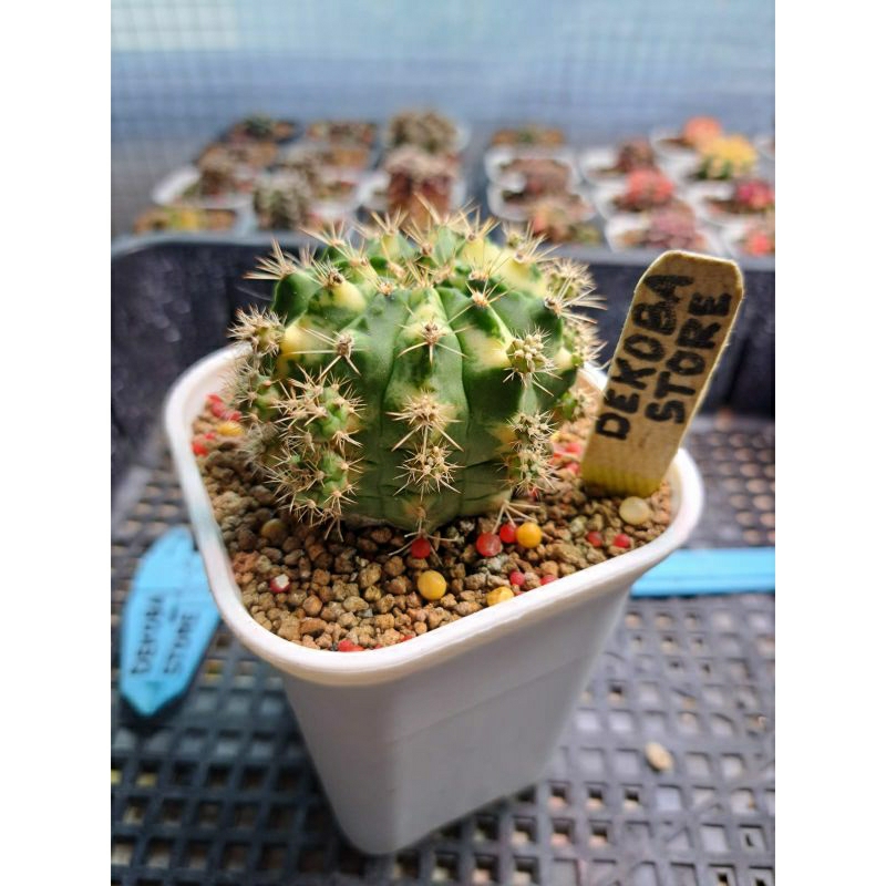 Tanaman hias kaktus gymno miha Lucky Yellow #A