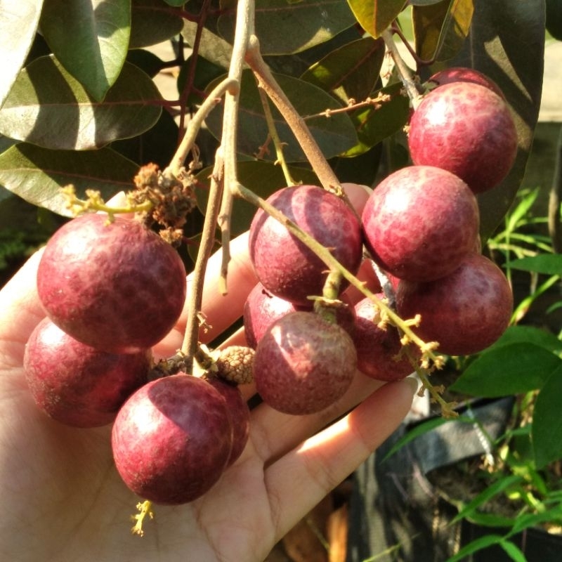 Pohon Lengkeng Merah Cangkok