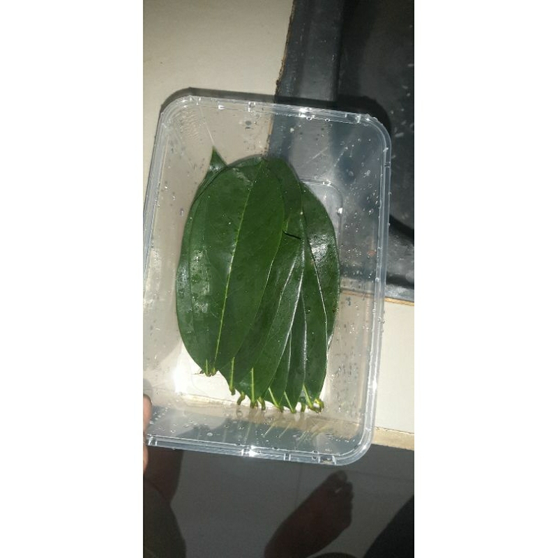 

Daun sirsak segar per ikat 30 lembar