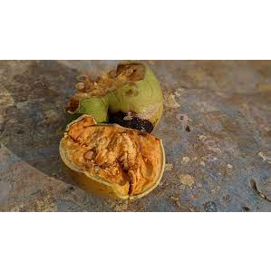

buah maja kering