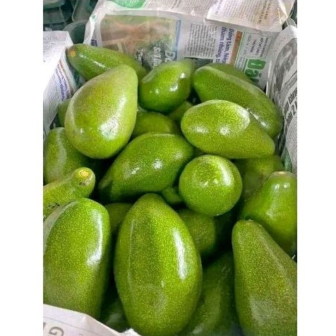 

alpukat mentega 1000 gr