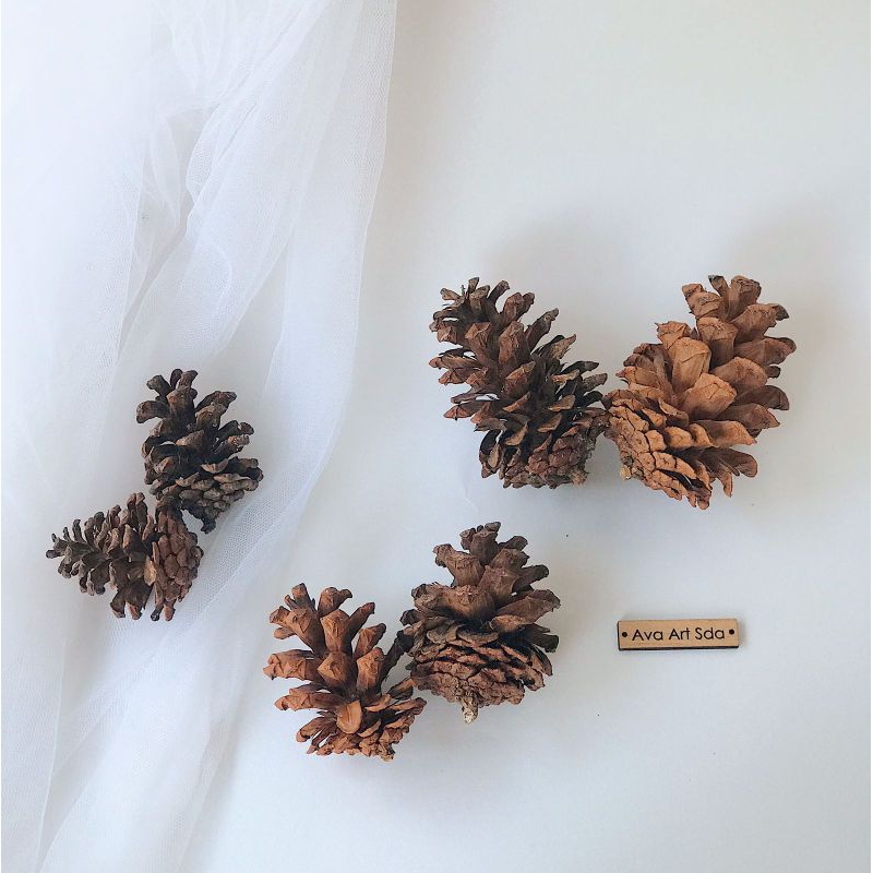Biji pinus / bunga pinus / hiasan rustic