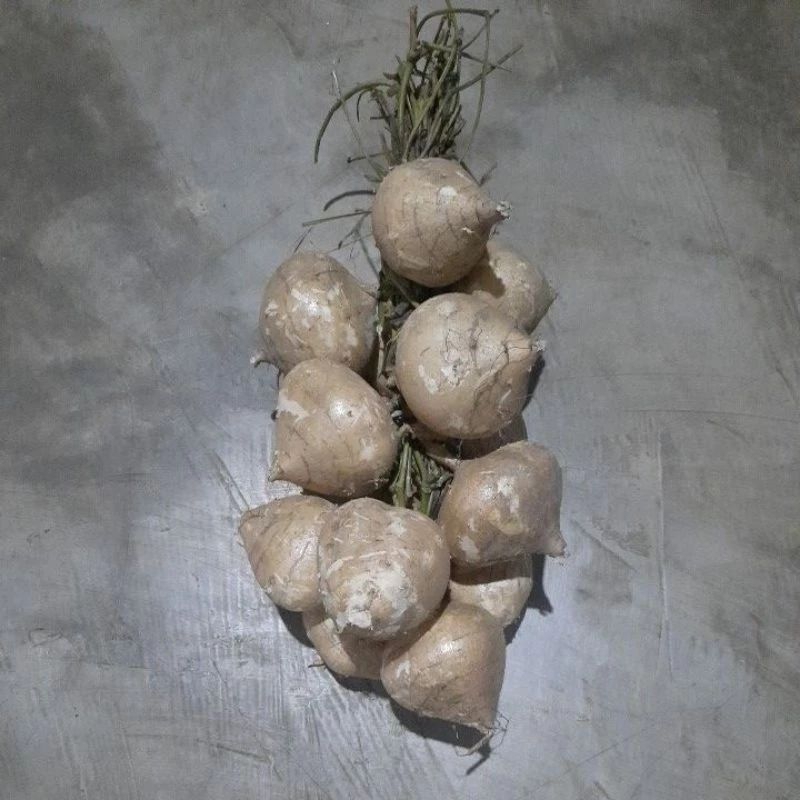 

BENGKOANG BUAH SEGAR 1 kg