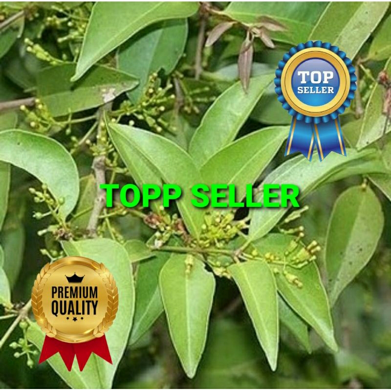 

BENALU CEMARA KERING HIJAU SUPER PREMIUM 1 KG