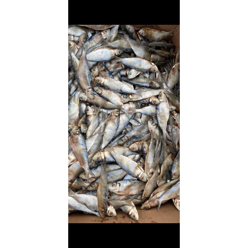 

ikan asin tanjan 1kilogram (TERMURAH)