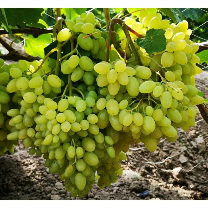 3 bibit anggur impor