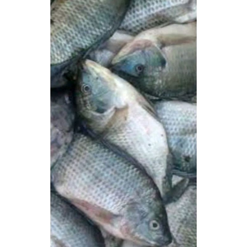 Ikan nila hidup segar 1 kg