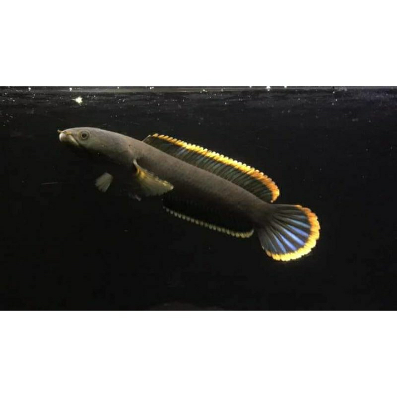 LIMBATA WC LAWU SUPER UK 12-18CM RIM TEBAL