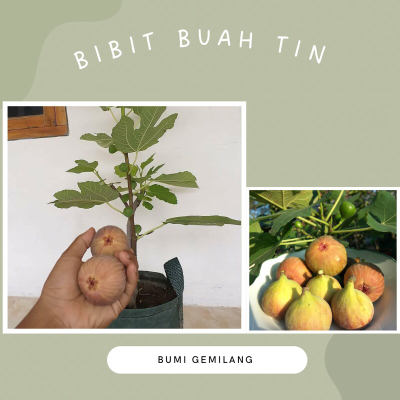 Bibit Tanaman Buah Tin Cangkok