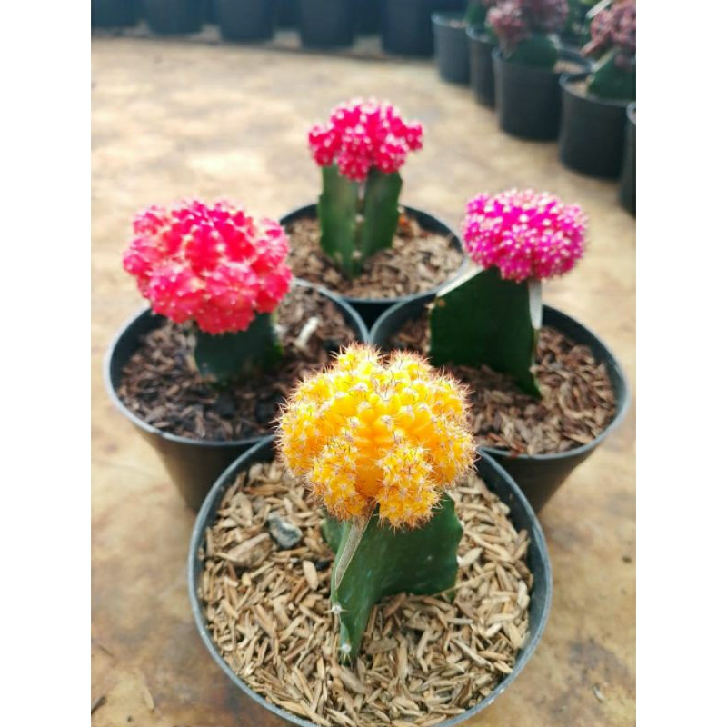 kaktus gymnocalycium import korea KAKTUS SUKULEN TANAMAN HIAS