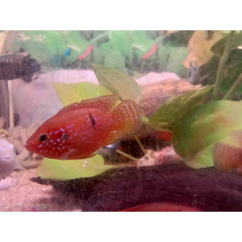 Red Jewel Cichlid Balon Shortbody