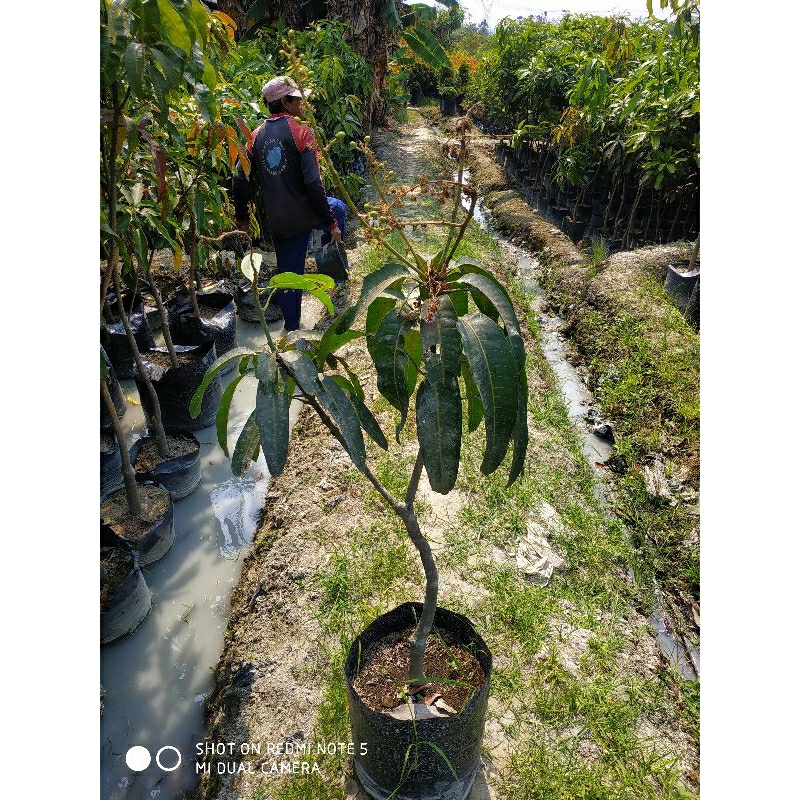 bibit mangga Kiojay berbuah/mangga jumbo/mangga manis