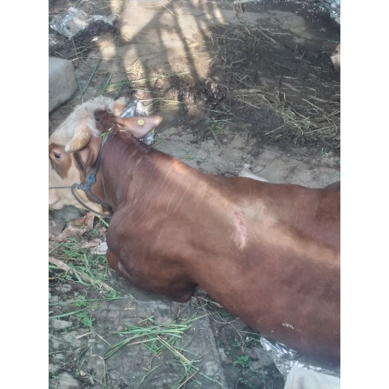 pakan sapi